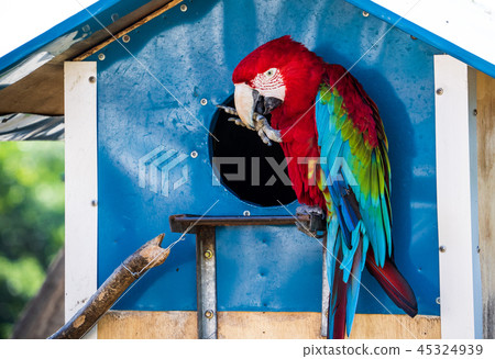 靛藍金剛鸚鵡金剛鸚鵡 45324939