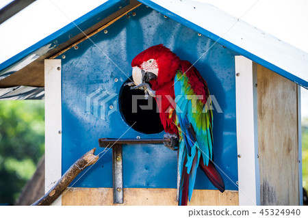 靛藍金剛鸚鵡金剛鸚鵡 45324940