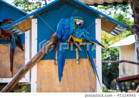 靛藍金剛鸚鵡金剛鸚鵡 45324948