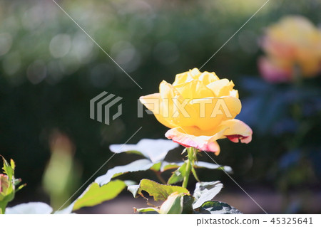 Rose flowers Bella Roma Rose flowers Bella Roma 45325641