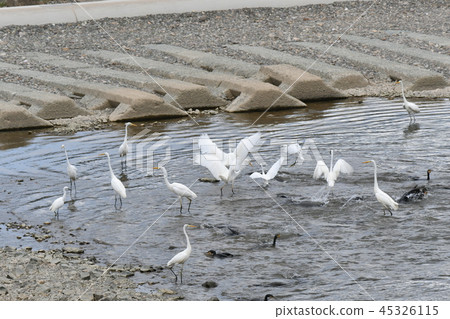 Heron, White Heron, River Cormorant, Joint, Hunting Area, Eating, Fishing Heron, White Heron, River Cormorant, Joint, Hunting Area, Eating, Fishing 45326115