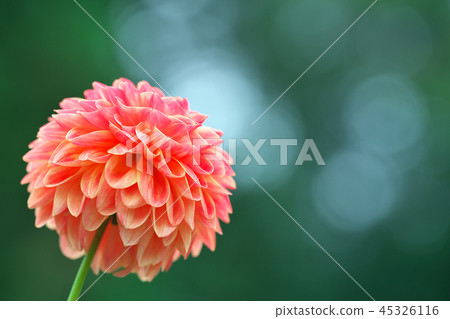 orange dahlia 45326116