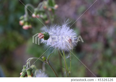 紅花bogwort 45326126