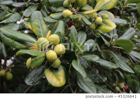 Tobera fruit Tobera fruit 45326641
