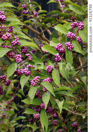 Komurasaki Komurasaki 45326798