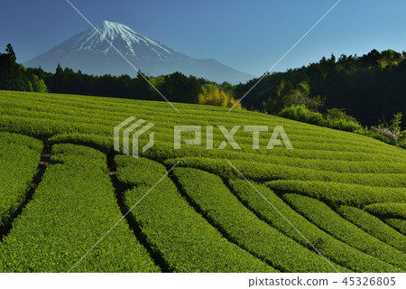 茶園和富士 茶園和富士 45326805