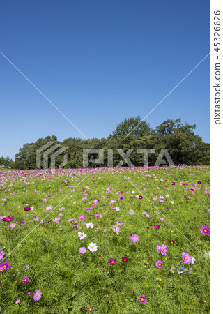  Cosmos field 45326826