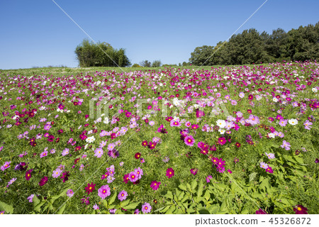  Cosmos field 45326872