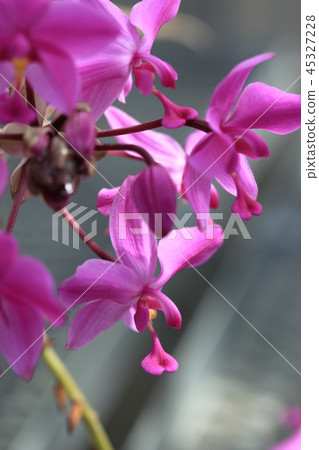 Spatgrottis Portusfinsi Spatgrottis Portusfinsi 45327228