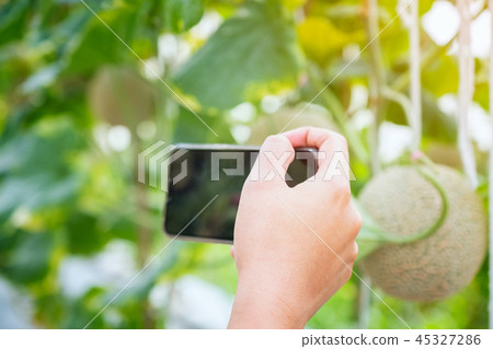 Hand hold mobile smartphone take photo to Fresh 45327286