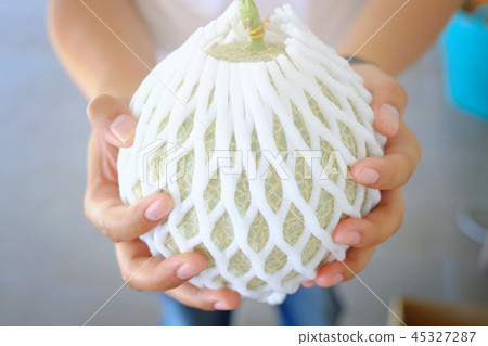 Hand hold Fresh melon or Cantaloup melon growing 45327287