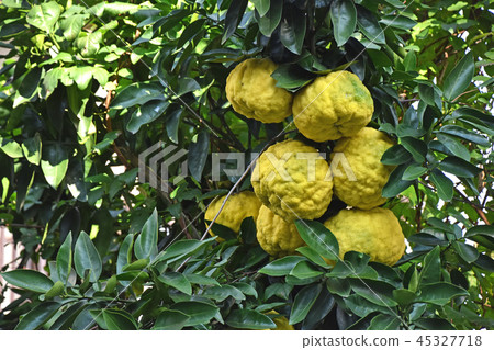 Shishi Yuzu 45327718