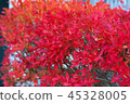 Autumn leaves 45328005