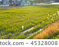 Country view 45328008