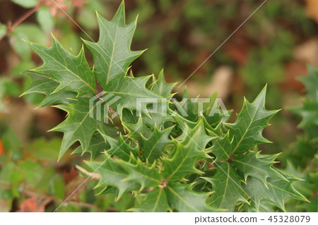 冬青 冬青 45328079