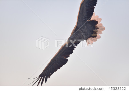 晨光和白尾鷹（北海道Rausu） 45328222