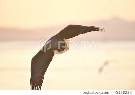 晨光和白尾鷹（北海道Rausu） 45328223