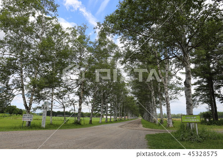 Hokkaido Oshidari Tokachi ranch white birch Namiki Hokkaido Oshidari Tokachi ranch white birch Namiki 45328575