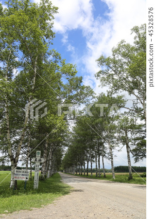 Hokkaido Oshidari Tokachi ranch white birch Namiki 45328576