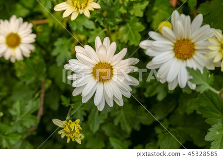 Chrysanthemum 45328585