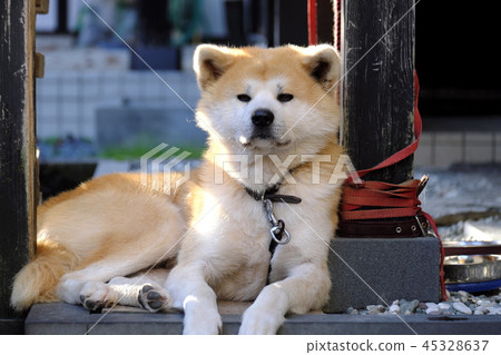 武士住宅秋田狗在Kakudatecho秋葉的 45328637