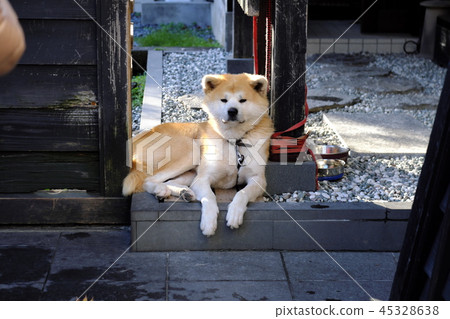 武士住宅秋田狗在Kakudatecho秋葉的 45328638