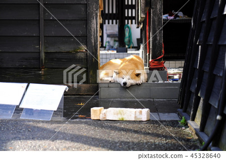 武士住宅秋田狗在Kakudatecho秋葉的 武士住宅秋田狗在Kakudatecho秋葉的 45328640