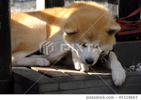 Akita dog of samurai residences in Kakudatecho autumn leaves Akita dog of samurai residences in Kakudatecho autumn leaves 45328663