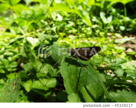 Chabane Seseli 45329117