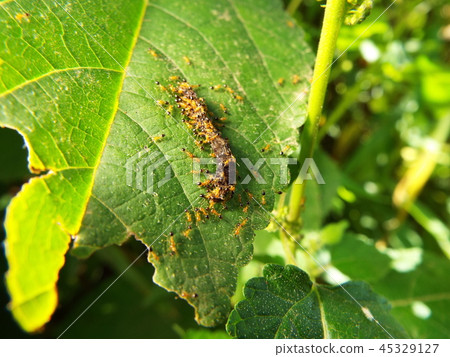 螞蟻湧向昆蟲的屍體 45329127