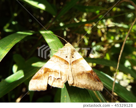 哦下來千葉和尚 45329128