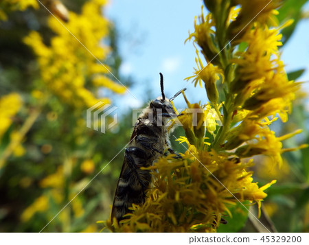 Swallowtail bear bunch 45329200