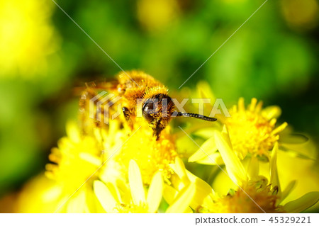 昆蟲似乎是一種scutellant黃蜂收集Kikutaniiku的花粉 昆蟲似乎是一種scutellant黃蜂收集Kikutaniiku的花粉 45329221