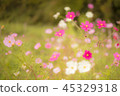  Cosmos field 45329318
