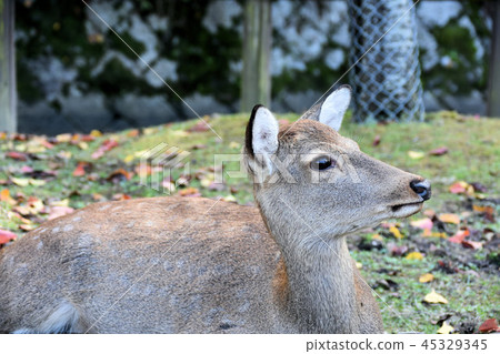 Deer in Nara Park Deer in Nara Park 45329345