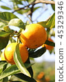 Mandarin orange  45329346