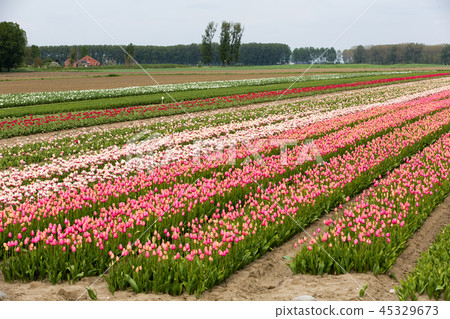 Field of tulips Field of tulips 45329673