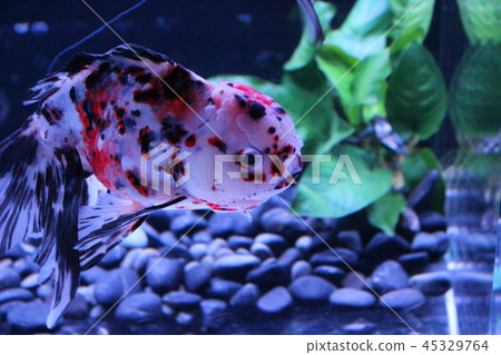 蘭壽 蘭壽 45329764