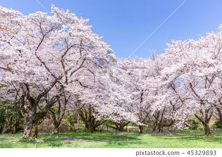 Blue sky and green grass and cherry trees 1 Blue sky and green grass and cherry trees 1 45329893