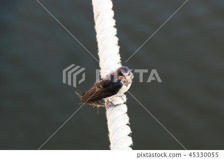 House Martin on dew House Martin on dew 45330055