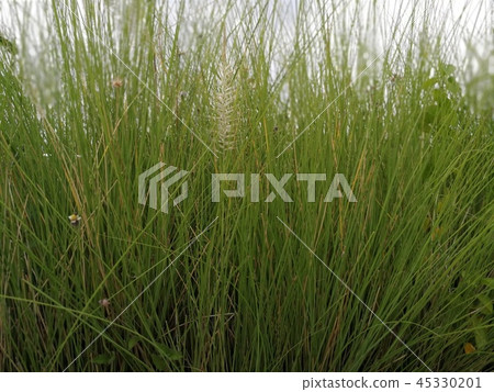 Green grass for garden decoration Green grass for garden decoration 45330201