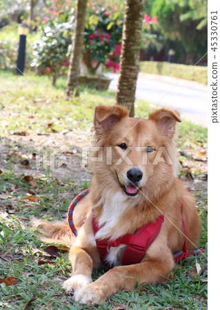 Dog sitting Dog sitting 45330761