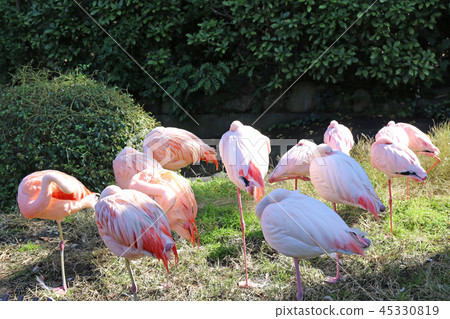 Flock of flamingos 45330819