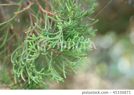 針葉 植物 特寫 45330871