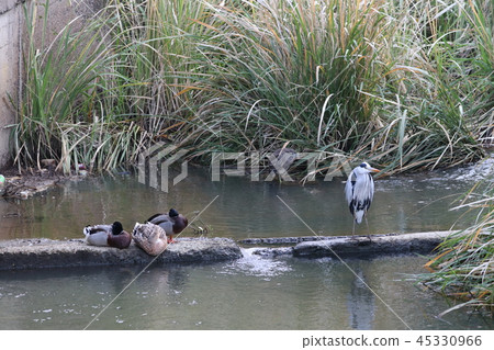 Duck 45330966