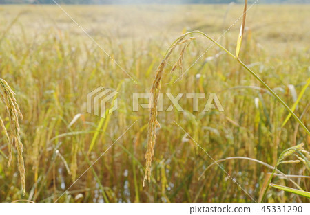 rice paddy growing on branch in farm Thailand 45331290