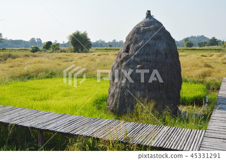 dry straw stacking on paddy field at Thailand  45331291