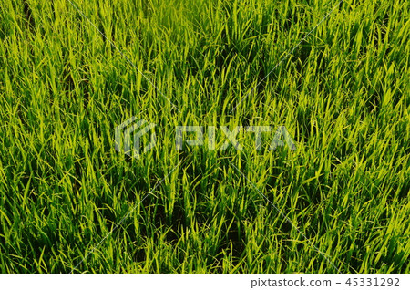 rice paddy growing in farm Thailand 45331292