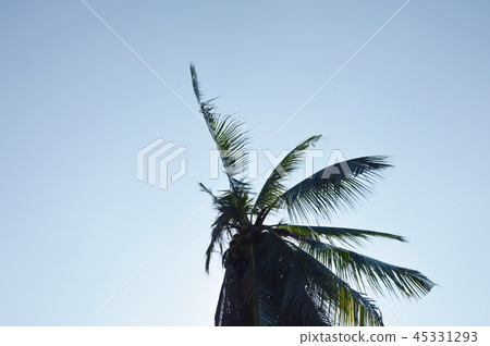 coconut leaf flowing from wind blow on sunset sky coconut leaf flowing from wind blow on sunset sky 45331293