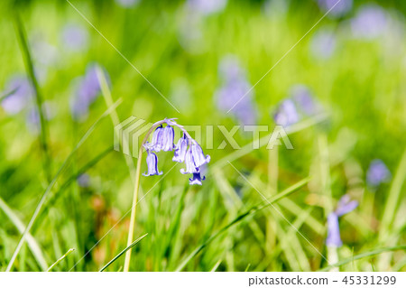 Crowded bluebell flowers 45331299